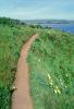path, dirt, trail, pacific ocean, Bodega Bay, Pickleweed, STHV02P02_17