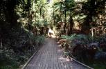 Wooden Boardwalk, path, Fiordland National Park