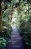 Path, Fiordland National Park, STHV02P04_06