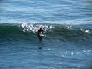 Fort Point, San Francisco, Surfing, California, SURD01_032