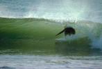 Wetsuit, Malibu, Surfer, Surfboard, 1970s, SURV01P06_18.2660