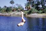The big Jump, Lakeland, Florida, 1950s, SWFV01P08_19