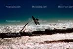 Windsurfer, waves, speed, fast, water, Pacific Ocean, Santa Cruz County Beach, SWSV01P09_13.2662
