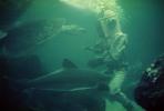 Underwater Diving Outfit, Helmet, Sharks, 1950s, SWUV01P05_17B