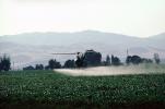 Crop Dusting, Aerial Spraying, Pesticide, Hiller UH-12, Central Valley, sprayer, TAHV01P12_01