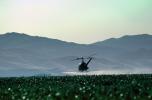 Crop Dusting, Aerial Spraying, Pesticide, Hiller UH-12, Central Valley, sprayer, TAHV01P12_15