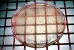 Culture sample, petri dish, Bacteria, Lab, equipment, metal grid, TCLV03P04_18