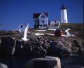 Cape Neddick Lighthouse, Maine, Atlantic Ocean, Eastern Seaboard, East Coast, TLHV05P12_02
