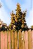 Fence, Tree, Wooden, Sonoma County, TMKPCD0662_127B