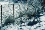 Snowy Fence, TMKV01P07_19