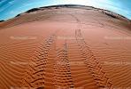 Tiretracks, Sand Dunes, TODV01P03_18.1714