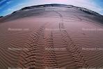 Tiretracks, Sand Dunes, TODV01P03_18