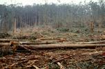 Clear Cut, Clearcut, tree cutting, Eucalyptus