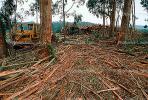 Clear Cut, Clearcut, tree cutting, Eucalyptus