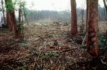 Clear Cut, Clearcut, tree cutting, Eucalyptus, TODV01P04_14
