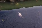 Dead Fish, Water Pollution