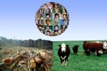 Deforestation for Raising Beef Cattle, Burgers, hamburger, meat, Photo-illustration, TOPD01_032
