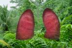 Rain forest Lungs of the Earth, Photo-Illustration, TOPD01_039