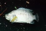 Dead Fish, Water Pollution, Contamination, San Antonio, TOPV03P02_12