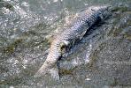 Dead Fish from Water Pollution, Contamination, TOPV03P09_12