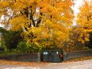 Trash Bin, Fall Colors, Trees, Wall, autumn