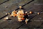 discarded orange peels, TORV01P13_10