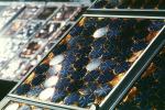 Photovoltaic Solar Cells, TPSV01P05_08