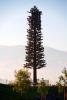 Disguised Cellular Phone Tower, Tree, Grapevie California