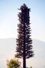 Disguised Cellular Phone Tower, Tree, Grapevie California, TRAD01_094