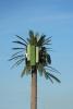 Disguised Cellular Phone Tower, Palm Tree, TRAD01_099