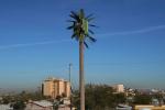 Disguised Cellular Phone Tower, Palm Tree, TRAD01_101