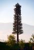 Cell Phone Tower, disguised as a Tree