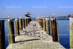 Pier, Docks, Pelicans, Seagulls, Long Beach Mississippi, TSCV06P03_11