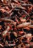 Red Crayfish (Promcamarus clarkii), Cajun Country