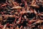 Red Crayfish (Promcamarus clarkii), Cajun Country, TSFV02P14_09.2887