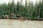 Fish Wheel, Tanana River, tents, house on stilts, log cabin, Fairbanks