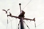 Mast, Birds, lines, 1950s, TSPV01P07_08