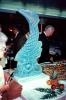Fish Ice Sculpture, Banquet, May 1980, 1980s