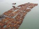 Floating Logs, Raft, Whidbey Island, TSWD01_110