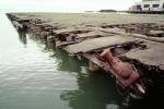 Dilapitated Dock, Pier, TSWV05P09_08
