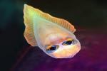 Strange little fish creature alien, UFID01_034