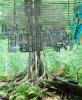 Circuit Jungle, creatures of the electronic age, diodes, grids, Digital Tree, UFIV01P03_12