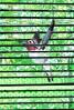 Hummingbird through the rafters, UFIV01P03_13K