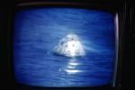 Television Screen, Live Coverage, Apollo Touch Down, Ocean, splashdown, 1960s, USLV01P08_12