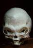 Merther Alien Skull, USUV01P04_12