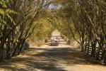 Tree Lined Road, Dirt Road, Tolay Lake Park, Sonoma County, California, USA, unpaved, VBSD01_077