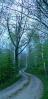 Tree Lined Road, Washington Island, Wisconsin, Panorama, Curve, S-Curve, S-Turn, bucolic, VCRD01_048