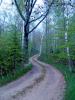 Tree Lined Road, Washington Island, Wisconsin, VCRD01_049