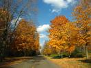 Fall Colors, Autumn, Deciduous Trees, Woodland, Highway M25, south of Alpena, Michigan, VCRD01_117