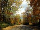 Fall Colors, Autumn, Deciduous Trees, Woodland, Presque Isle, Pennsylvania